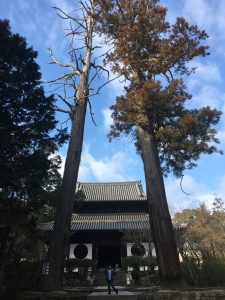 宝福寺杉の木の高さ