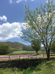 蒜山高原の景色