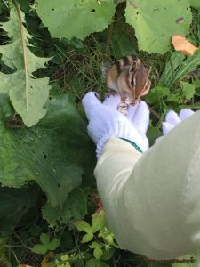 手乗りシマリス