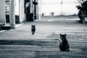 距離のある猫