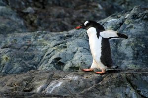 走るペンギン