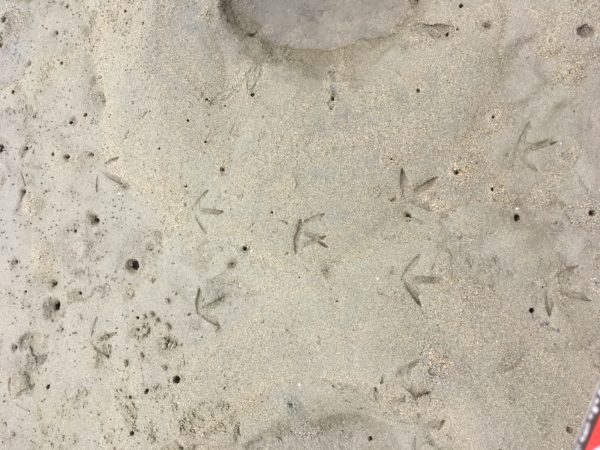 干潟の鳥の足跡