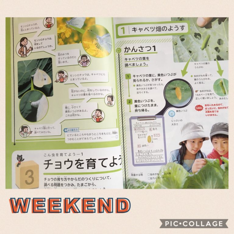 チョウを育てよう 新しい理科3 コロナ休校家庭学習指導案 Maikoism